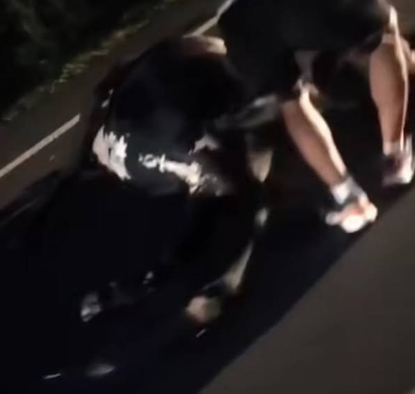 #ATENCIÓN ÚltimaHora | ¡Una vaca muerta y dos personas heridas! En la