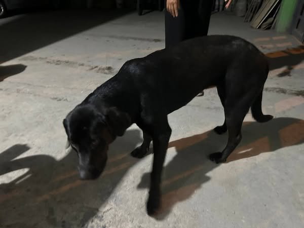 #Acacías #Extraviada Esta perrita llegó hace dos días al Hotel Takural en
