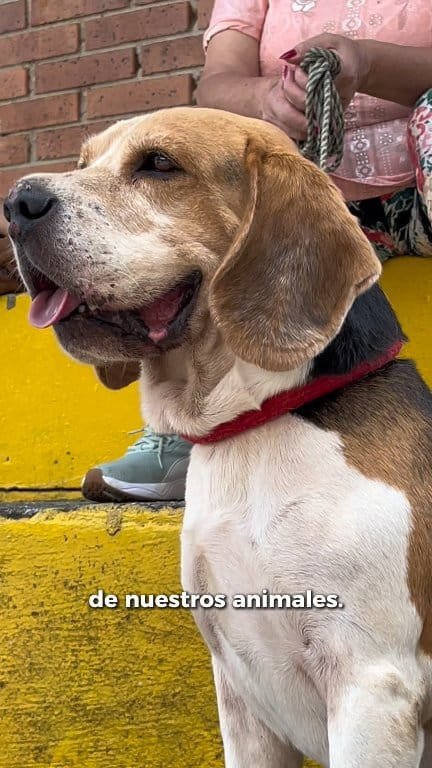 ¡Más de 600 mascotas recibieron servicios gratuitos durante la jornada de bienestar