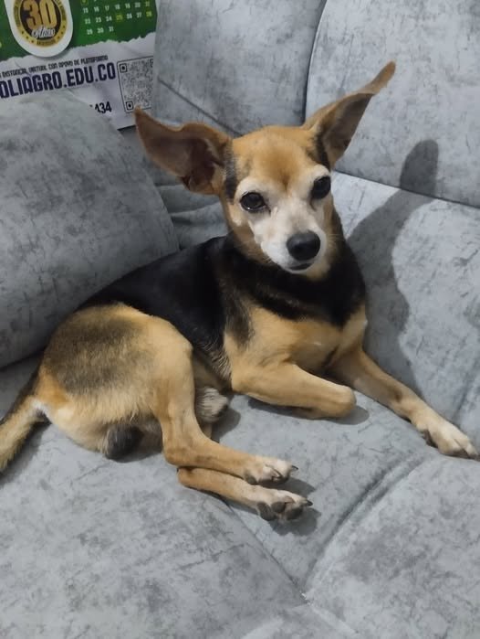 Snoopy se perdió en la vereda Pio Xll en Guamal. Ayudalo a