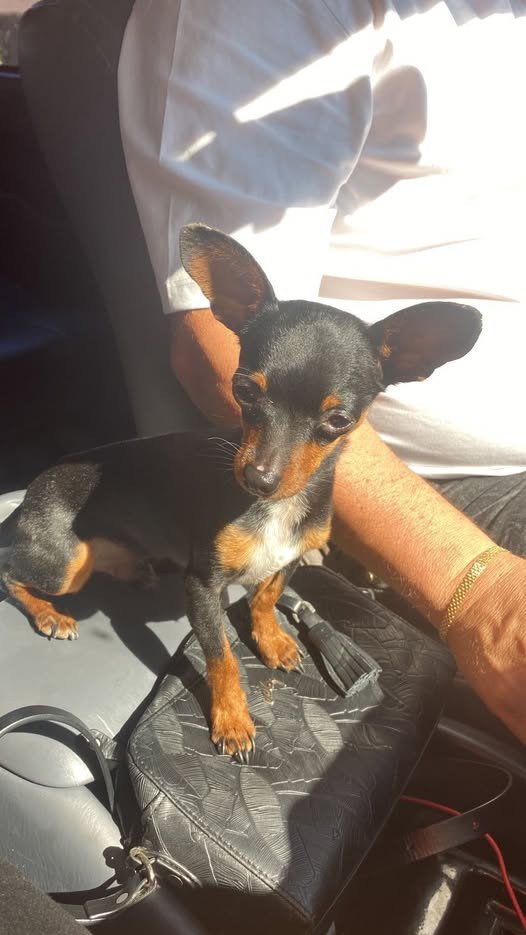 SE BUSCA MASCOTA EXTRAVIADA Si alguien la ha visto, por favor avisar.