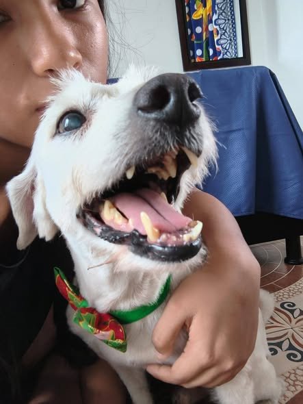 ¡AYUDA A ENCONTRAR A SAILOR! Se llama Sailor y desde el 27