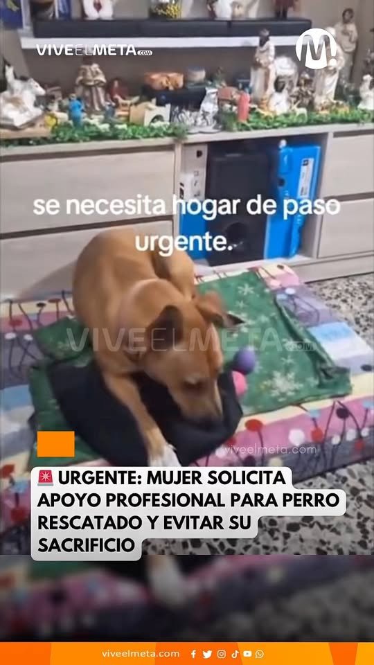 En las últimas horas, una mujer publicó un video en redes sociales