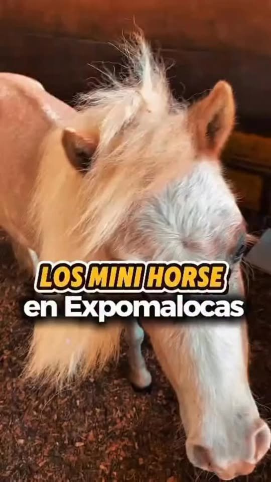 Los mini horse son caballos miniatura que llegan a medir de 80
