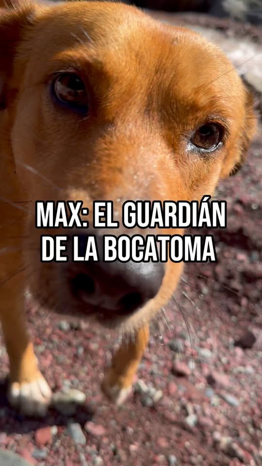 En cada recorrido hay un guardián que nunca falla. Max, nuestro Guardián